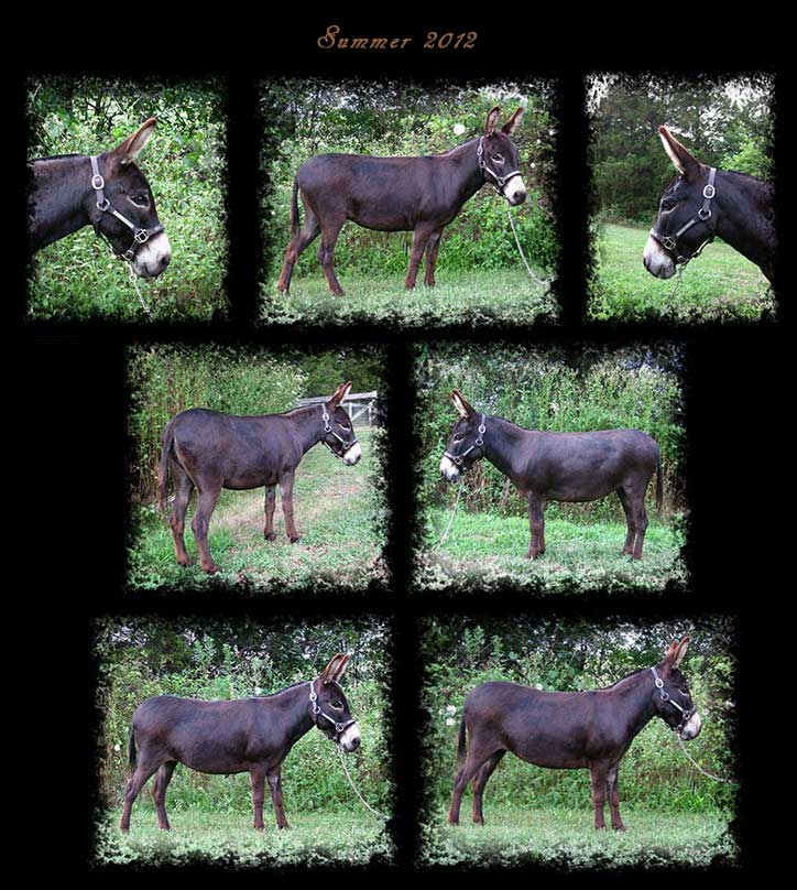 Critter Haven Farm Miniature Donkeys